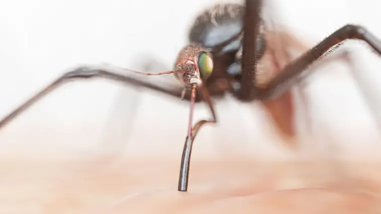 Váratlan fordulat: kipusztulhatnak a szúnyogok
