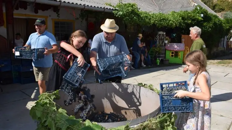 Folytatódik a Telekamra kezdeményezés - Szüreti hagyományok ápolása Benében. Fotó: Kárpátinfo/Kovács Elemér