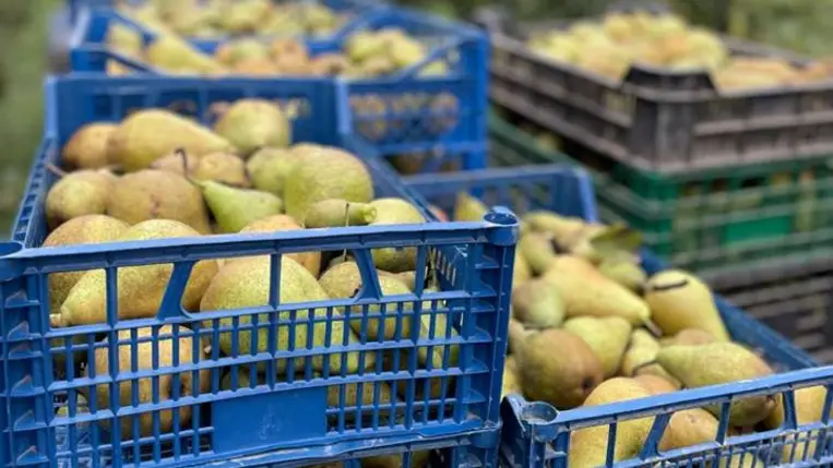 Almatermesztés 2024 - Jelentős aszálykárokkal. Fotó: Kárpátinfó/ Kovács Elemér