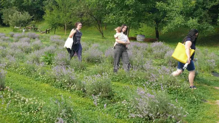 A Beregardai Hegyalja Levendulamezőn szeretettel várják a látogatókat - Ahol megpihenhet a test, felüdülhet a lélek. Fotó: Kárpátinfo/Kovács Erzsébet
