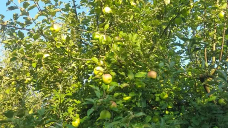 Alma, te drága! - Alacsony hozamok, magas árak? Fotó: Kárpátinfó/ Kovács Elemér