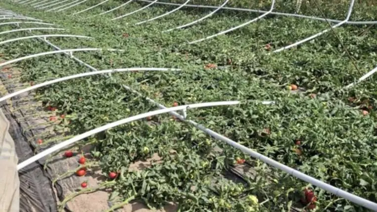 Jelentős károkat okozott a vihar a fóliagazdaságokban - Tart a helyreállítás. Fotó: Kárpátinfó/  Kovács Elemér