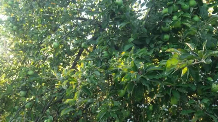 Alma, te drága! - Alacsony hozamok, magas árak? Fotó: Kárpátinfó/ Kovács Elemér