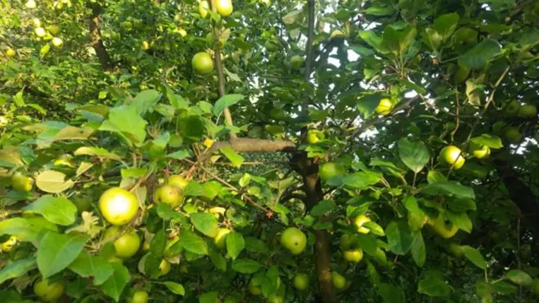 Alma, te drága! - Alacsony hozamok, magas árak? Fotó: Kárpátinfó/ Kovács Elemér