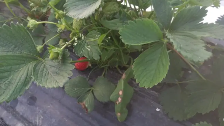 Fagykárt szenvedett a korai csemegeszőlő - Benében az őszibaracktermés jelentős része odaveszett. Fotó: Kárpátinfó/ Kovács Elemér