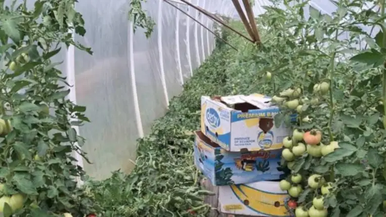 Jelentős károkat okozott a vihar a fóliagazdaságokban - Tart a helyreállítás. Fotó: Kárpátinfó/  Kovács Elemér