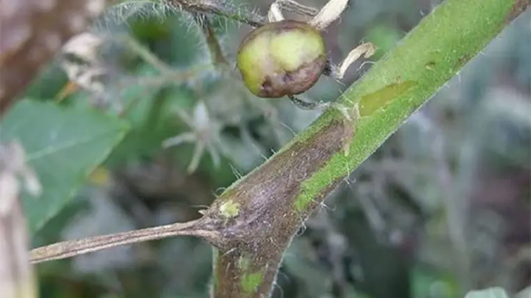 A másodvetésű paradicsom betegségei és kártevői - A paradicsomvész (fitoftóra)