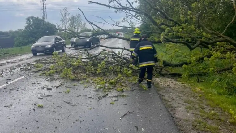 A Munkács–Lemberg autóúton a vihar mintegy 20 fát döntött ki