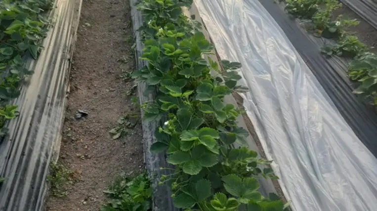 Fagykárt szenvedett a korai csemegeszőlő - Benében az őszibaracktermés jelentős része odaveszett. Fotó: Kárpátinfó/ Kovács Elemér