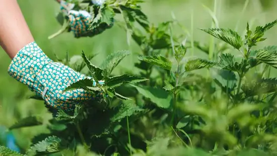  5 oka is van, amiért NE irtsd ki a csalánt a kertedből 