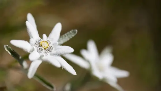 Erős antioxidáns és a bőrt is remekül táplálja: a havasi gyopárt már sok kozmetikumban megtalálod