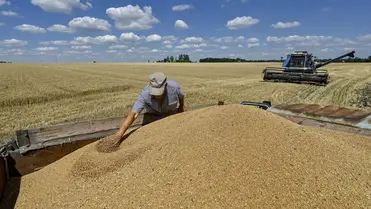 Irán nyíltan vásárol a lopott gabonából, más országok csak fű alatt / Fotó:  AFP