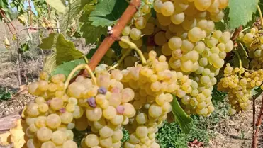 Csemegeszőlőtermesztés 2024 – alacsonyabb hozamok, jobb minőség - Egy jövedelmező kultúra. Fotó : Kárpátinfó/ Kovács Elemér