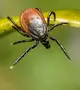  Kárpátalján a Lyme-kór és a kullancs encephalitis fertőzés kockázatára figyelmeztetnek