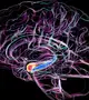 Titkos fegyver az Alzheimer-kór ellen – ezen az apróságon múlik az agyad épsége