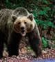 Medvetámadás. Illusztráció. (Fotó: Shutterstock)