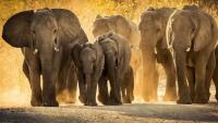 Nigéria több millió dollár értékű elefántagyart semmisített meg