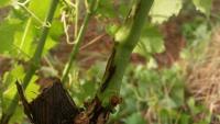 A szőlő feketerothadása (Guignardia bidwellii) nevű gombás betegség egyre fokozódó problémát jelent a szőlőtermesztésben.